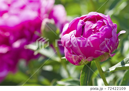芍薬園に赤紫色のシャクヤクが咲いています このシャクヤクの名前はサラ ベルナールです の写真素材