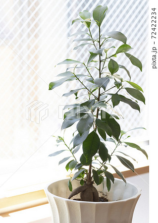 窓辺のガジュマルの木の鉢植え 72422234