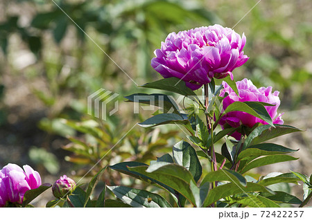 芍薬園に赤紫色のシャクヤクが咲いています。このシャクヤクの名前は白楽天です。 芍薬園に赤紫色のシャクヤクが咲いています。このシャクヤクの名前は白楽天です。 72422257