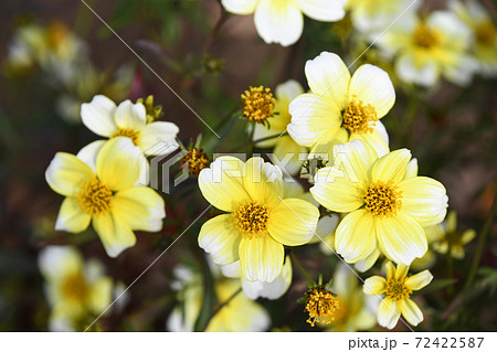 ウィンターコスモス 72422587
