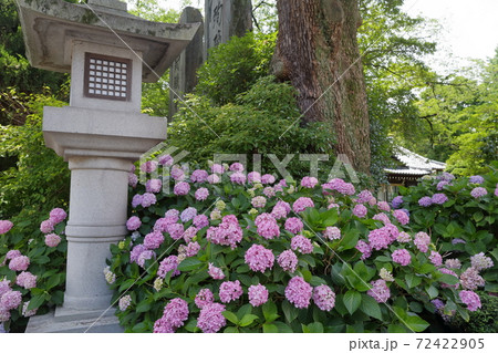 アジサイと灯篭 愛知縣護國神社 愛知県名古屋市 の写真素材