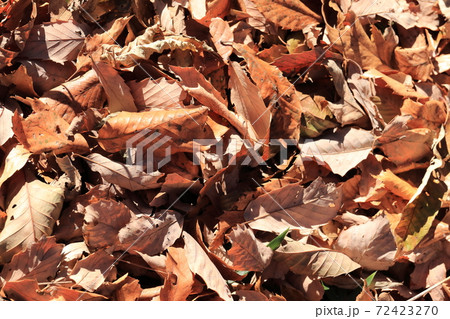 落ち葉 72423270