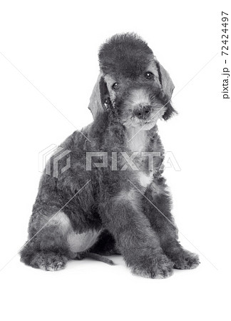 Cute Bedlington Terrier puppy sitting in the studio over white 72424497
