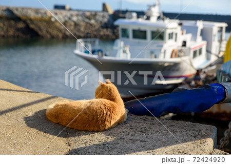 愛媛県の猫島、青島でくつろぐ猫 72424920