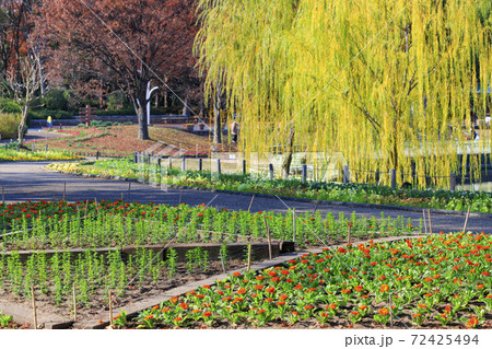 長居植物園　紅葉と秋の花々 72425494