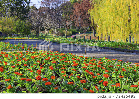 長居植物園 紅葉と秋の花々 長居植物園 紅葉と秋の花々 72425495