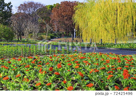 長居植物園　紅葉と秋の花々 72425496
