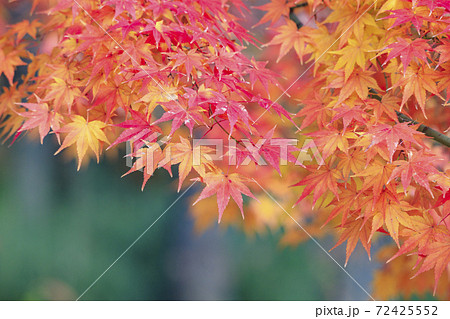 長居植物園　紅葉と秋の花々 72425552