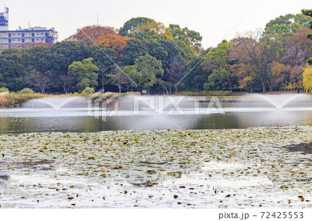 長居植物園 紅葉と秋の花々 長居植物園 紅葉と秋の花々 72425553