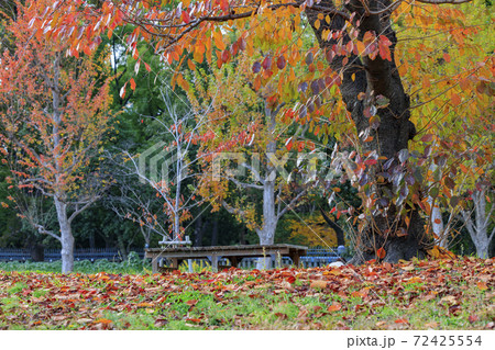 長居植物園　紅葉と秋の花々 72425554