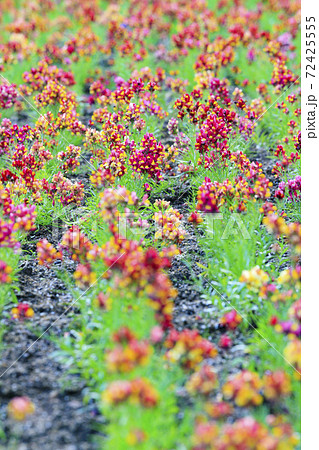 長居植物園　紅葉と秋の花々 72425555