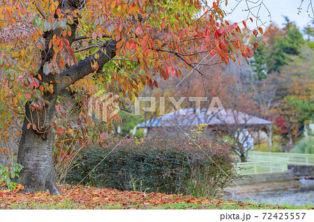 長居植物園 紅葉と秋の花々 長居植物園 紅葉と秋の花々 72425557