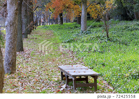 長居植物園 紅葉と秋の花々 長居植物園 紅葉と秋の花々 72425558
