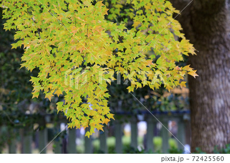 長居植物園　紅葉と秋の花々 72425560