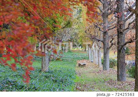 長居植物園　紅葉と秋の花々 72425563