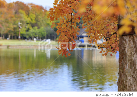 長居植物園　紅葉と秋の花々 72425564