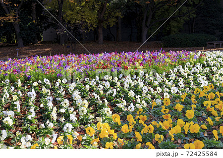 長居植物園　紅葉と秋の花々 72425584