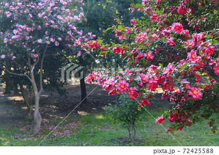 長居植物園　紅葉と秋の花々 72425588