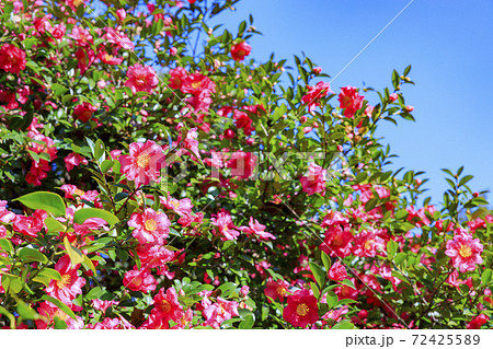 長居植物園　紅葉と秋の花々 72425589