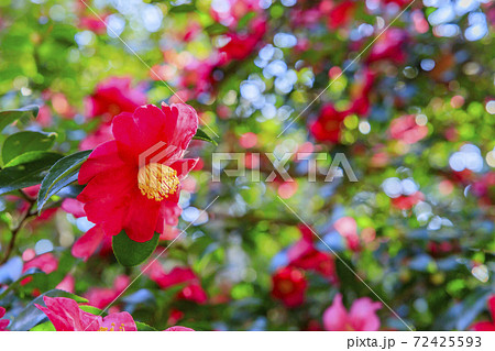 長居植物園 紅葉と秋の花々 長居植物園 紅葉と秋の花々 72425593
