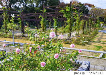 長居植物園　紅葉と秋の花々 72425612