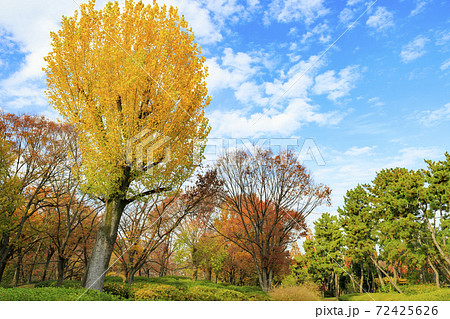 長居植物園 紅葉と秋の花々 長居植物園 紅葉と秋の花々 72425626