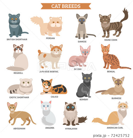 Cat breed set Cat breed set 72425752