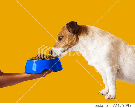 Child takes care of pet dog feeding him with dry food from bowl 72425995