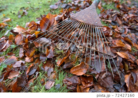 Vibrant orange autumn leaves being swept up by a garden rake Vibrant orange autumn leaves being swept up by a garden rake 72427160