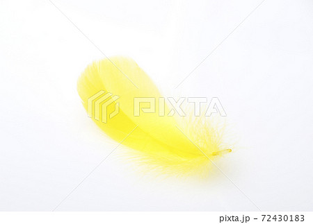 黄色い羽根 鳥の羽根 交通安全 イメージ素材の写真素材