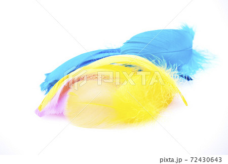 青い羽根と黄色い羽根 鳥の羽根 交通安全 共同募金 海難救助 イメージ素材 青い羽根と黄色い羽根 鳥の羽根 交通安全 共同募金 海難救助 イメージ素材 72430643