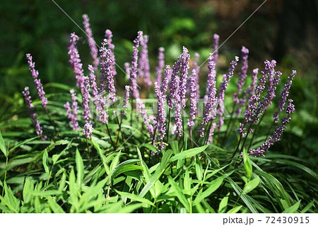野に咲く、ヤブランの花 野に咲く、ヤブランの花 72430915