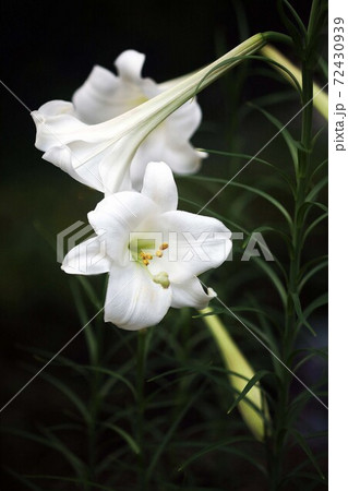 林間に咲く、テッポウユリの花 林間に咲く、テッポウユリの花 72430939