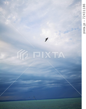 A flying bird and the group of clouds in the sky A flying bird and the group of clouds in the sky 72431186