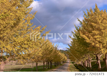 能登のイチョウ並木 能登のイチョウ並木 72431473