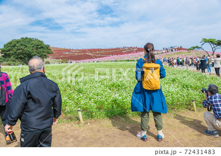 【ソバの花とコスモスとコキアの三重奏を堪能する女子】 【ソバの花とコスモスとコキアの三重奏を堪能する女子】 72431483