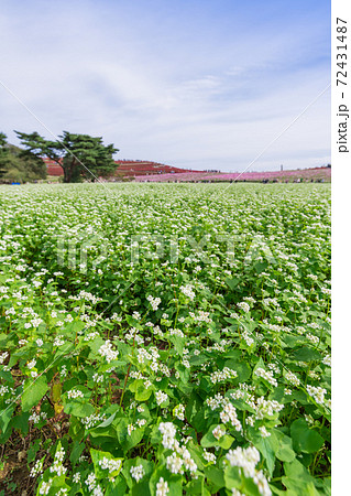 【ソバの花とコスモスとコキアの三重奏】 【ソバの花とコスモスとコキアの三重奏】 72431487
