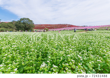 【ソバの花とコスモスとコキアの三重奏】 72431488