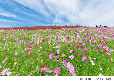 当店限定 コスモス様専用 21公式店舗 Koehlerinstrument Com