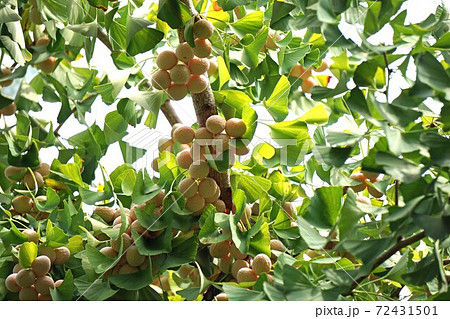 銀杏の実 銀杏の実 72431501