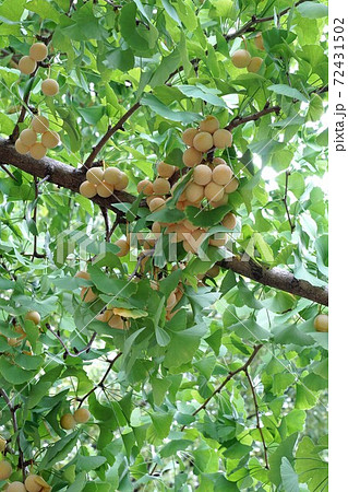 銀杏の実 72431502