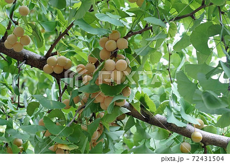銀杏の実 72431504