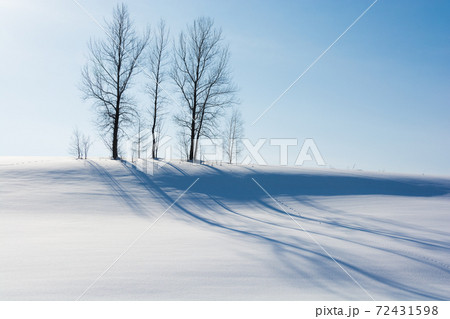 冬晴れの丘に立つ冬木立 冬晴れの丘に立つ冬木立 72431598