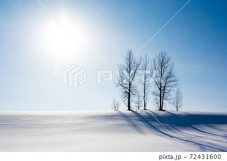 冬晴れの丘に立つ冬木立 72431600