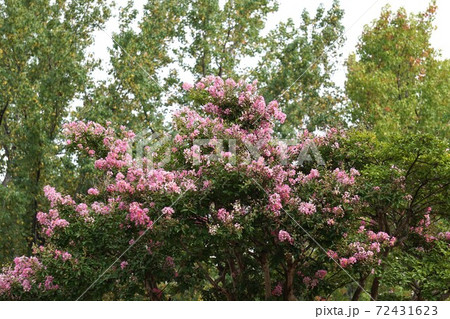 ピンクのサルスベリの花 ピンクのサルスベリの花 72431623