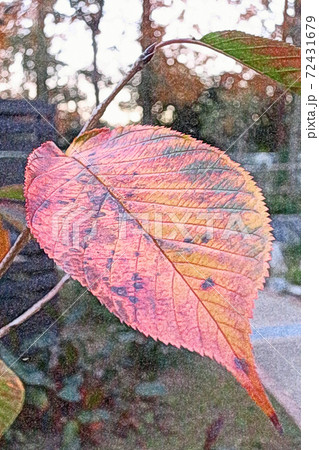 朝日を浴びて生き生きと紅葉した「ヨウコウザクラの一葉」色鉛筆画風 72431679