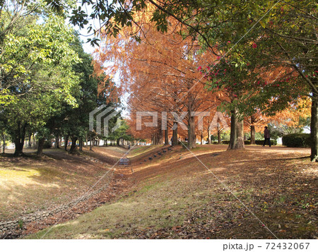 秋のメタセコイア並木 秋のメタセコイア並木 72432067