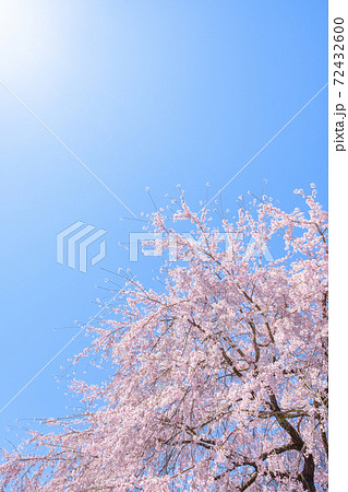 満開の桜と青空(長野県・大草城址公園にて) 満開の桜と青空(長野県・大草城址公園にて) 72432600