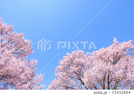満開の桜と青空(長野県・大草城址公園にて) 満開の桜と青空(長野県・大草城址公園にて) 72432604