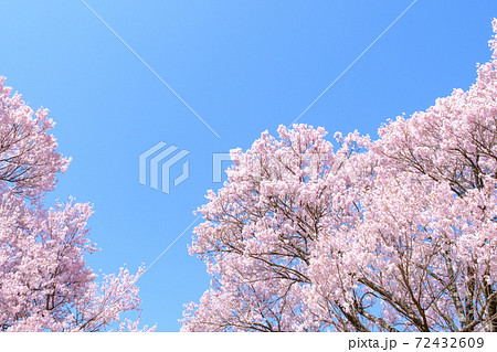 満開の桜と青空（長野県・大草城址公園にて） 72432609